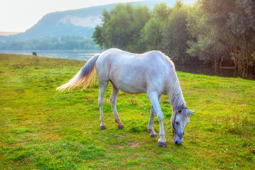 white mare grazing grass on the river shore