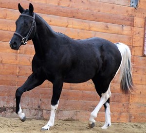 Aesthetic Horse Photo